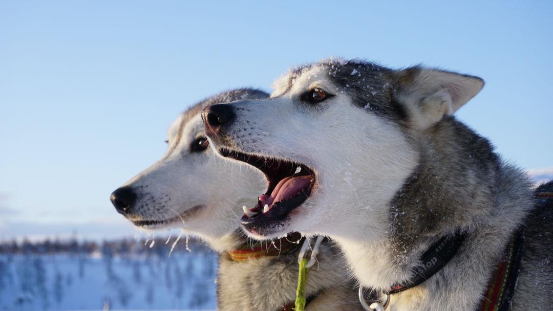 Hundeslede tur i Salten